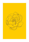 Pivoine