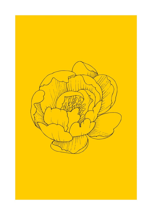 Pivoine